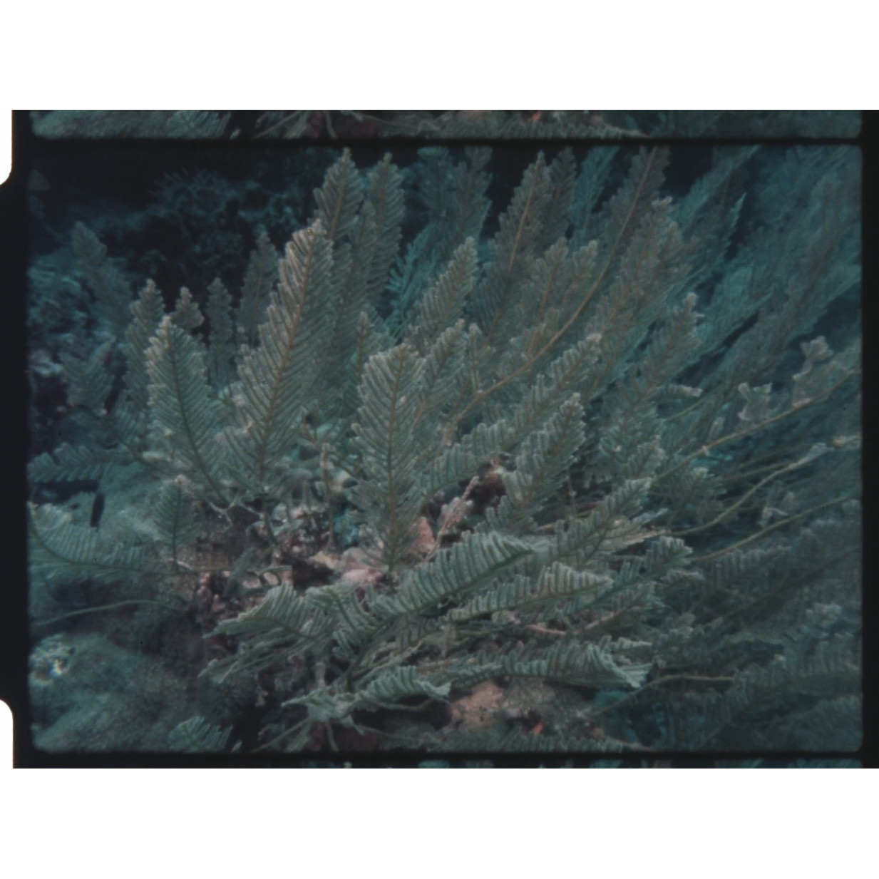 Coral reef