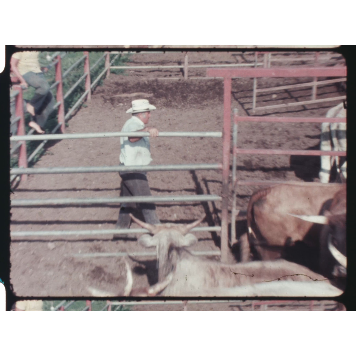 Cattle stockyard