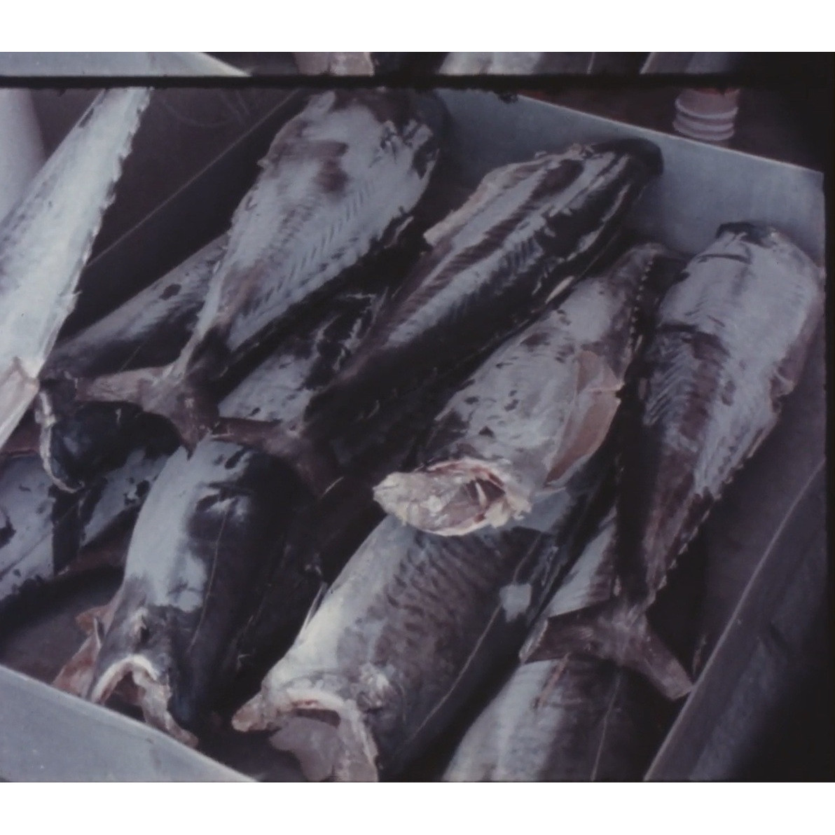 Frozen fish