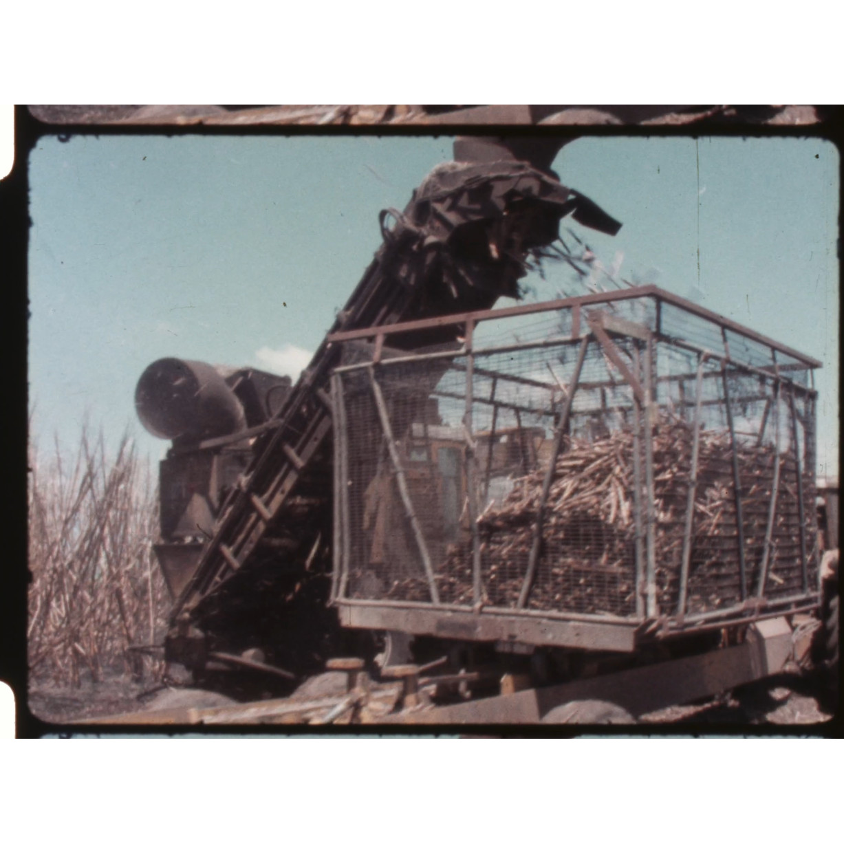 Sugar cane harvesting