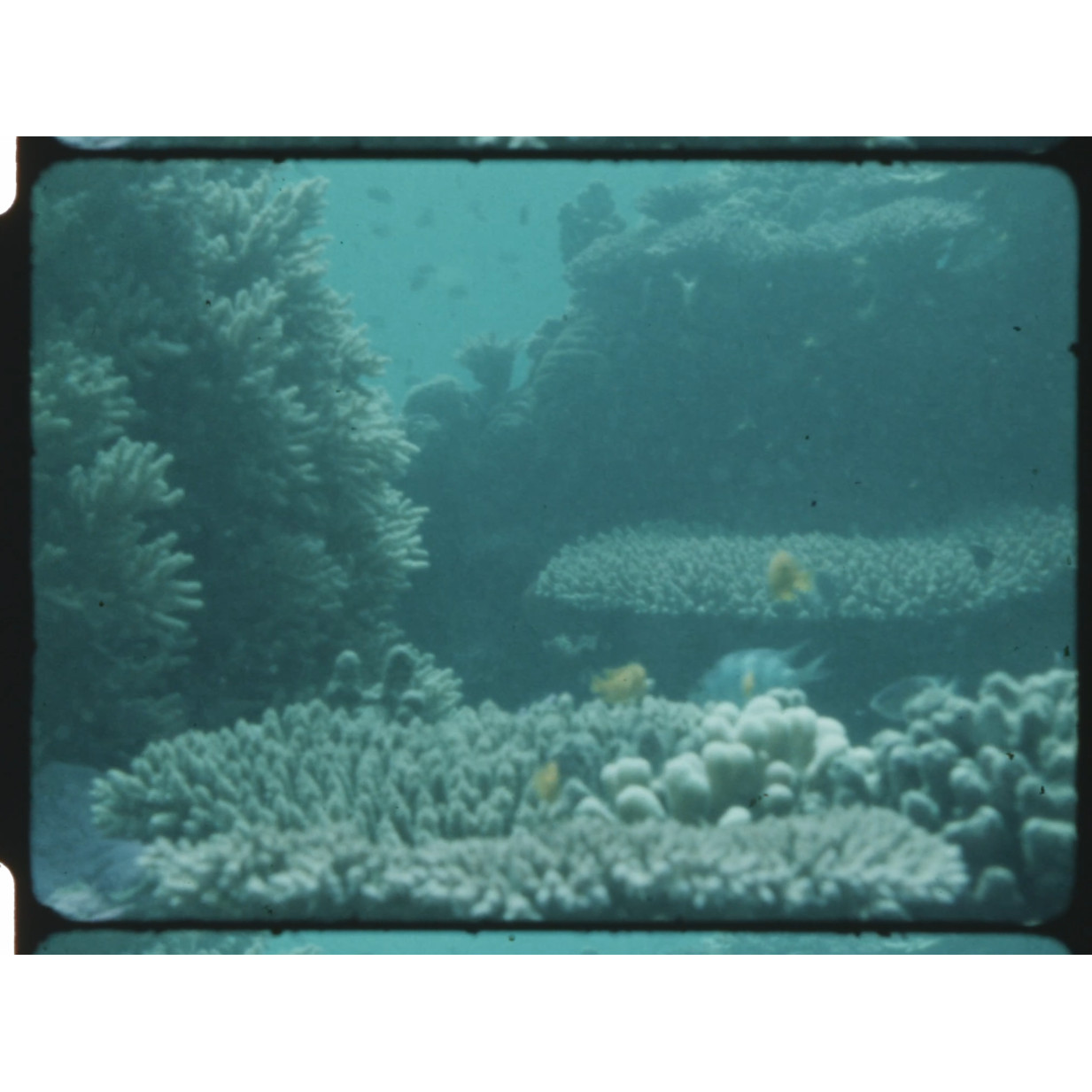 Coral