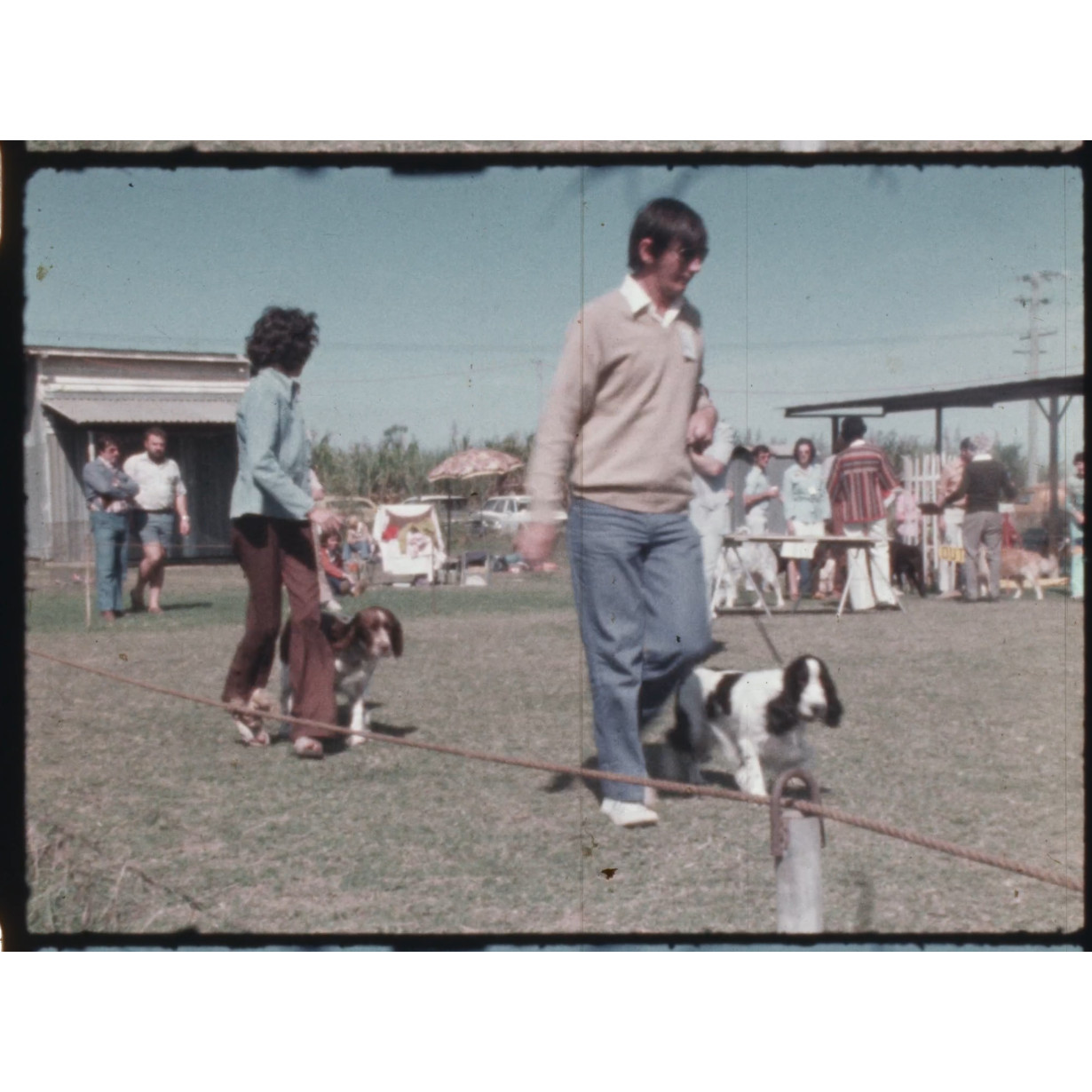 Dog show