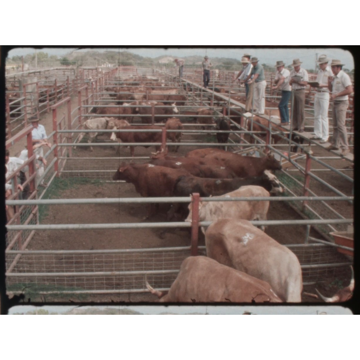 Beef cattle stockyard