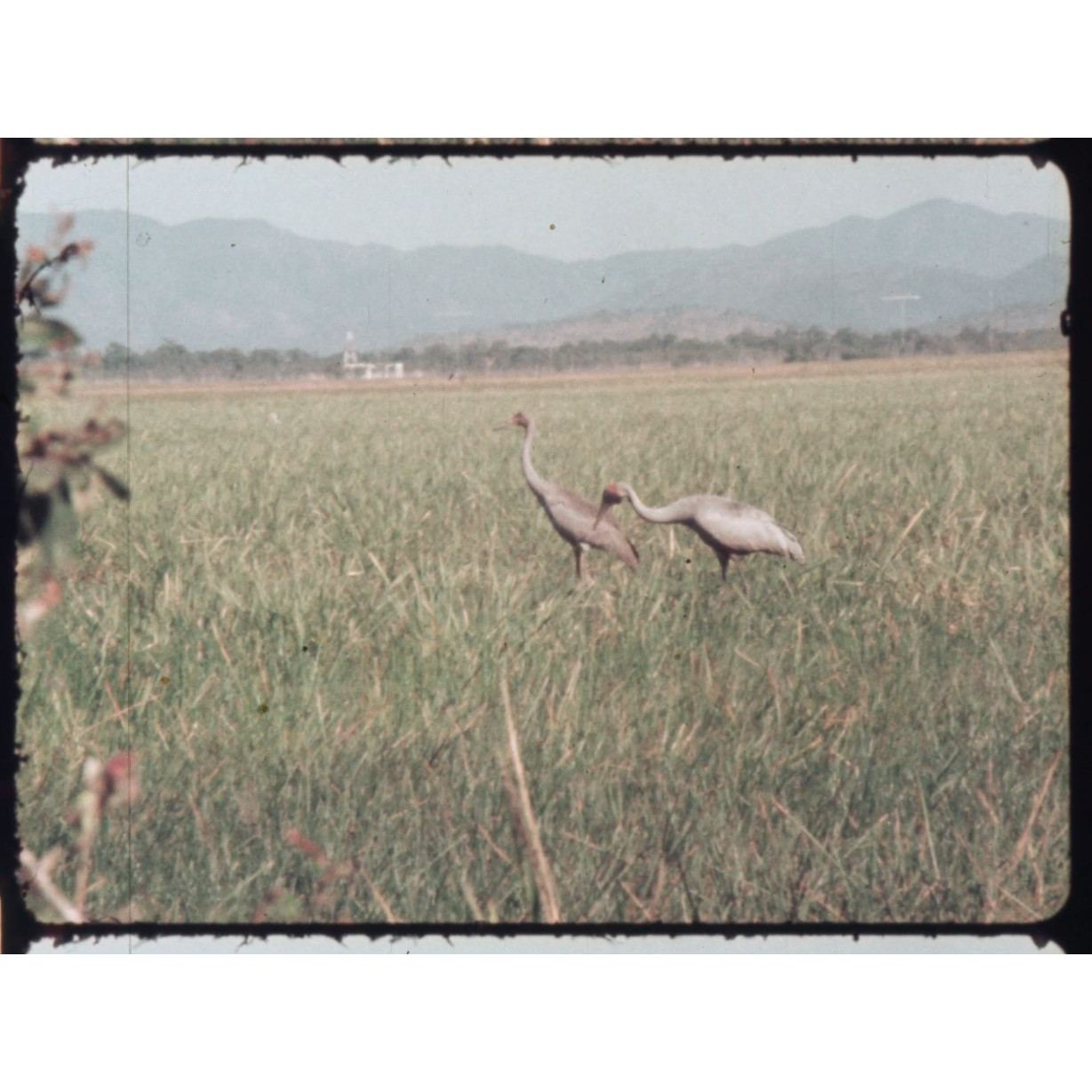 Town Common wetlands