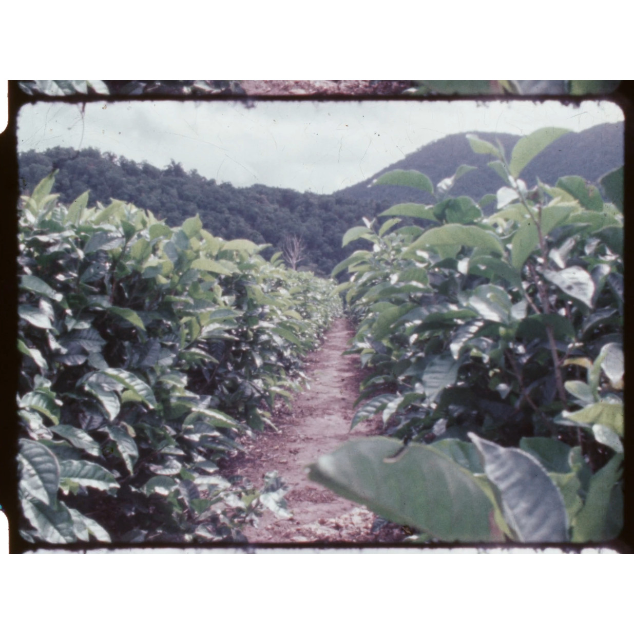 Tea harvesting