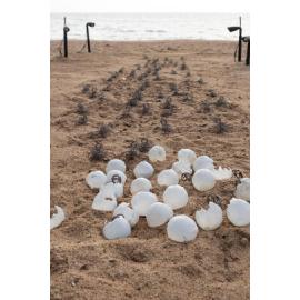 Art display at Ephemera 2025, the Strand, Townsville, 25 July 2025