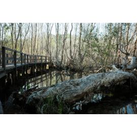 Horseshoe Bay Lagoon Conservation Park, Horseshoe Bay, Townsville, 4 April 2024