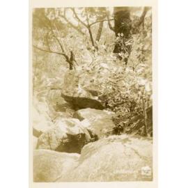 Waterfalls, Arcadia, Magnetic Island, 28 January 1946