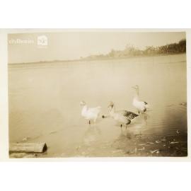 Mount St John Zoo, Townsville, 1 May 1946