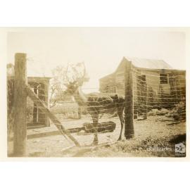 Reindeer at Mount St John Zoo, Townsville, 1 May 1946