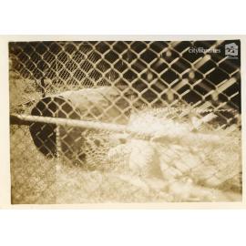 Crocodile at Mount St John Zoo, Townsville, 1946