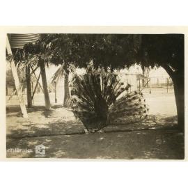 Peacock, Brisbane, 1946