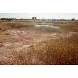 Grasses, water reed and low lying area on the northern side of proposed north lake development area, Townsville, 1984