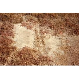 Close up of grass and bare saltpan with surface salt at proposed lake development area, Townsville, 1984