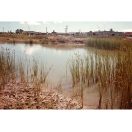 Low lying area near north boundary of proposed north lake development area, Townsville, 1984