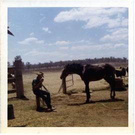 Worker and horse, Dotswood Station, ca. 1965