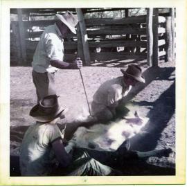 Branding cattle, Dotswood Station, ca. 1965