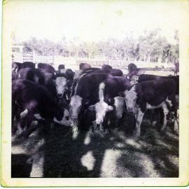 Cattle, Dotswood Station, ca. 1965