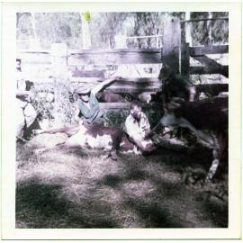 Branding cattle, Dotswood Station, ca. 1965