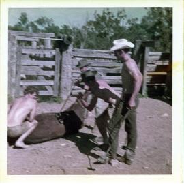 Branding cattle, Dotswood Station, ca. 1965