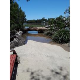Large gum tree fallen over the Riverway boardwalk path as flood waters recede, 2019. 