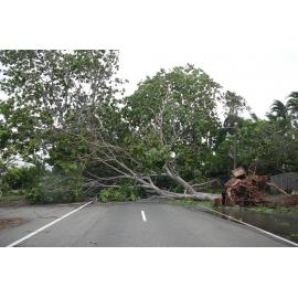 Tree blocking a road in the aftermath of Cyclone Yasi, Townsville, 5th February 2011