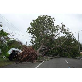 Car lifted by falling tree during Cyclone Yasi, Townsville, 3rd February 2011