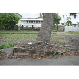 Uprooted tree in the aftermath of Cyclone Yasi, Townsville, 3rd February 2011