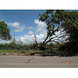 Fallen tree in the aftermath of Cyclone Yasi, Townsville, 5 February 2011