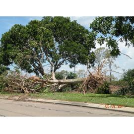 Fallen tree in the aftermath of Cyclone Yasi, Townsville, 5th February 2011