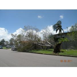 Uprooted trees on a footpath in the aftermath of Cyclone Yasi, Townsville, 5 February 2011
