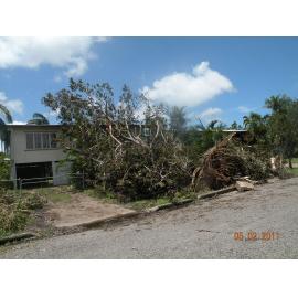 Damaged trees on a footpath in the aftermath of Cyclone Yasi, Townsville, 5th February 2011