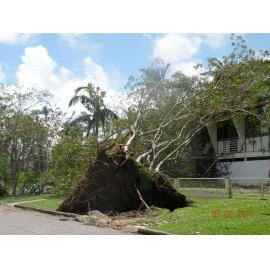 Uprooted trees on a footpath in the aftermath of Cyclone Yasi, Townsville, 5th February 2011