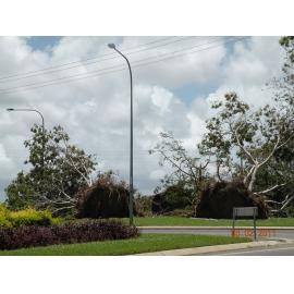Uprooted trees in the aftermath of Cyclone Yasi, Townsville, 5th February 2011