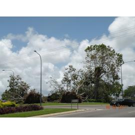 Uprooted trees in the aftermath of Cyclone Yasi, Townsville, 5th February 2011