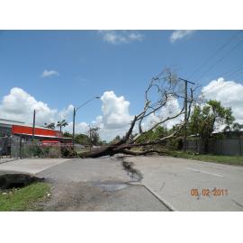 Fallen tree across a road in the aftermath of Cyclone Yasi, Townsville, 5th February 2011