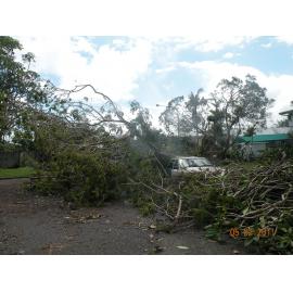 Car damaged by fallen tree in the aftermath of Cyclone Yasi, Townsville, 5th February 2011