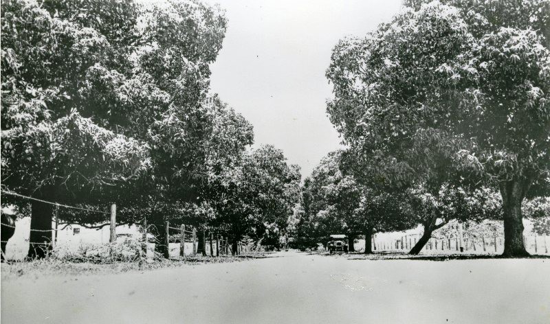 Mango Avenue, Mundingburra, Townsville, early 1930's.

Photographer unknown