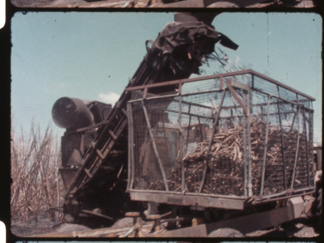 Sugar cane harvesting | Townsville City Council